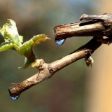 Grožđe plače nakon rezidbe šta da radi